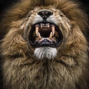 Meet your Posher, Collin